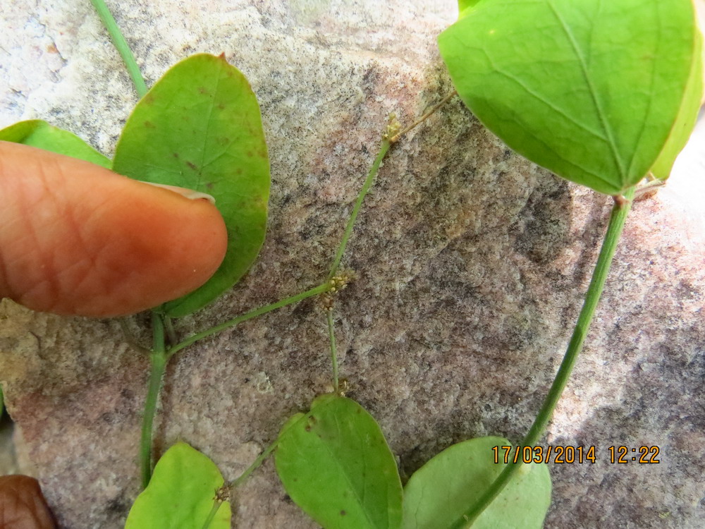 Tylophora pauciflora eFlora of India